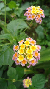 The major commercially grown flower varieties in the philippines are; Philippine Flowers Fashion Dresses
