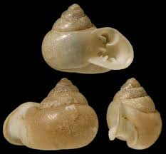 Image result for Galeomma