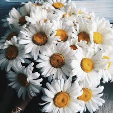 A Garden To Walk In And Immensity To Dream In Meaning Eloqxuent Ammetrine Eloqxuent Follow My Ig Click Flowers Planting Flowers Pretty Plants