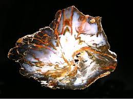 Pink limb casts from texas springs nevada. Petrified Wood From Hubbard Basin Contact Mining District Elko Co Nevada Usa