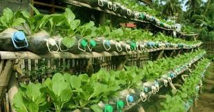 They will solve household problems at little to no cost. It S Free Great Idea For Making Container Garden From Waste Plastic Bottles Save Mother Earth Nurserylive Wikipedia