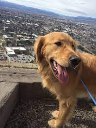 Maybe you would like to learn more about one of these? Hiking With Riggs Montana Golden Retriever Puppy Golden Retriever Golden Retriever Puppy Buy A Dog