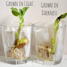Check spelling or type a new query. Growing Beans Science At Home Life At The Zoo