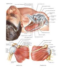 Muscles Of Rotator Compressor Cuff Anatomy Acromion Teres Minor Tendon Infraspinatus Tendon Sup Supraspinatus Muscle Upper Limb Anatomy Shoulder Anatomy