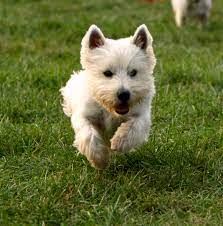 Chihuahua puppies (logan ohio ). West Highland Terrier Adoption Near Me Cheap Buy Online