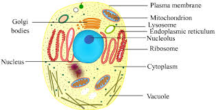 Animal cell diagram in tamil. Download Banner Free Stock Cells Drawing Life Science Fundamental Unit Of Life Cell Png Image With No Background Pngkey Com