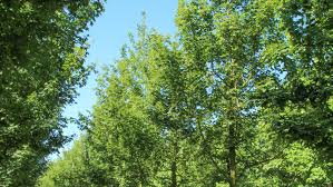 30+ of the best trees for growing in full & partially shaded locations. Acer Campestre Elsrijk Treeebb Baumsuchmaschine Im Internet Baumschule Ebben