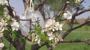 Fruit tree spray mixes typically contain a mixture of carbaryl or pyrethrum insecticide and the fungicide, captan. All Natural Fruit Tree Bait For Insects It Works Organic Fruit Trees Fruit Trees Insect Repellent