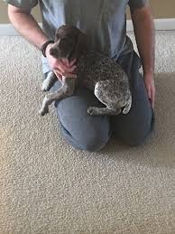 German shorthaired pointer, barnabáš in 2020 german finding the right german shorthaired pointer puppy can be dog gone hard work. German Shorthaired Pointer Puppy For Sale In Macomb Mi Adn 25416 On Puppyfinder Com Gender Femal Pointer Puppies German Shorthaired Pointer Puppies For Sale