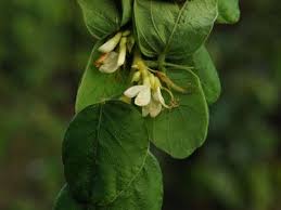 Image result for Pleurolobus salicifolius