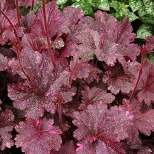 Heuchera Midnight Rose Terra Nova Nurseries Inc The bright pink leaves are accented with deep burgundy black veining. heuchera midnight rose terra nova