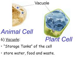 We did not find results for: Cell Structure Function Notes Ppt Video Online Download