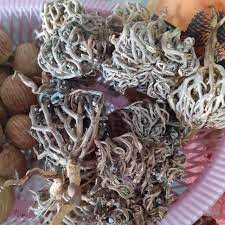Kawat tebal (opsional, untuk menahan). Bunga Kacip Fatimah Kembang Semangkuk Shopee Malaysia