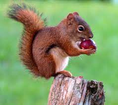 Squirrel Eating My Crab Apples Ardillas
