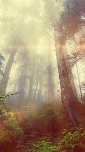 We did not find results for: Forest Wood Fog Flare Red Nature Green Android Wallpaper Android Hd Wallpapers
