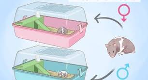Check spelling or type a new query. 3 Ways To Play With A Hamster Wikihow