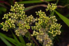 Image result for Eschenbachia stricta