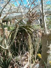 Image result for Drimia altissima