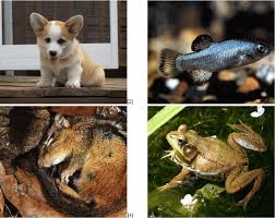 Hewan Adalah Pengertian Habitat Ciri Karakteristik Contoh
