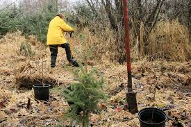 Limiting the use of your phone. Volunteers Sought To Plant Trees Near Salmon Creek Peninsula Daily News