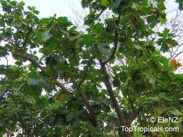 Image result for Artocarpus altilis