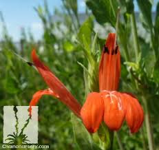 Image result for Justicia scandens