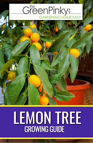 Maybe you would like to learn more about one of these? How To Care For Lemon Trees Our Tips That Work