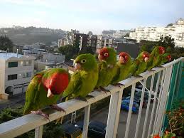 The Wild Parrots Of Telegraph Hill Visit Me South Bay Riders Parrot Beautiful Birds Wild Birds