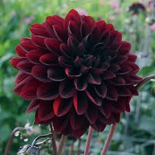 Jika anda pilih pinjaman tunai rp 600.000 tenor 91 bulan, setelah dikurangi biaya manajemen (data pihak ketiga, pembayaran dan biaya lainnya), jumlah yang. Jual 2 Biji Benih Bunga Dahlia Velvet Night Di Lapak Cedrus Bukalapak