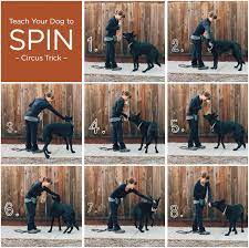 Pin On Behavior Training