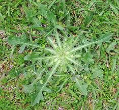 Image result for Hypochaeris