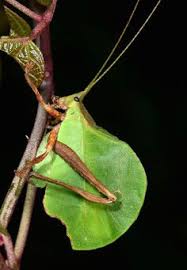 The reason is that many spiders bite and whether these bites are poisonous. 37 Orthoptera Grasshoppers Crickets Ideas Grasshopper Green Grasshopper Fine Art America