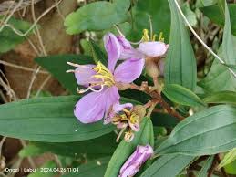 Image result for Melastomastrum