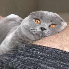 Pin On Tips For Cats