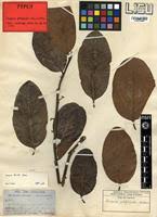 Image result for Diospyros kirkii