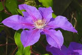 Clematis 'angelique', clematis 'evipo017' , clematis hybrida 'boulevard angelique'. Flower Garden Flower Garden Clematis Garden