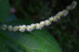 Image result for Eulophia arenicola
