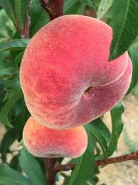 It is a large tree that can grow at a maximum height of 35 meters, with a trunk that can have a diameter as big as one meter. Galaxy White Peach Is A Also A Flat Peach Variety Many Report That Is Needs 500 600 Hours Of Chilling So It Is Not Officially Peach Peach Trees Fruit Trees