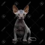Sphynx Kittens For Sale [ Cheap] - Fast Delivery with no ...