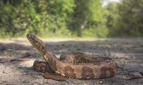 Both species hunt small mammals, frogs and lizards, and are. Snake Pest Control And Prevention Gregory Pest Solutions
