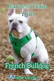 They can have a difficult time breathing because of the way their body is built. Harness Train Your French Bulldog With These 7 Quick Tips