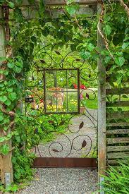 A View Through A Garden Gate With Glass Window Sheltered By A Climbing Hydrangea Entwined On The P Climbing Hydrangea Garden Gates And Fencing