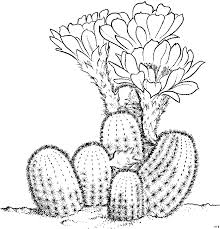 Schoener Kaktus Ausmalbild Malvorlage Blumen