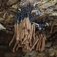 Image result for Stemonitis fusca