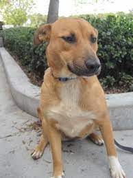 We did not find results for: Pin On Dogs