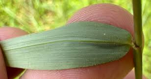 Image result for Panicum trichocladum