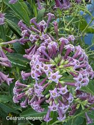 Image result for Cestrum elegans