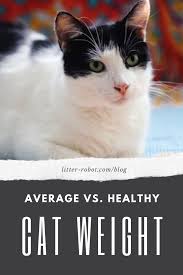 Find Out Where Your Cat Falls On The Spectrum And What You Can Do If Your Cat Is Overweight Cats Healthy Cat Obese Cat