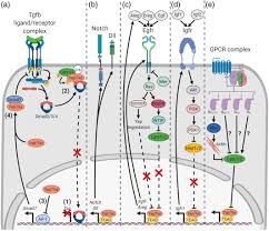 Allah duanı cümlemiz yani hepimiz için kabul etsin anlamı taşımaktadır. Hippo Yap Taz Signaling Complex Network Interactions And Impact In Epithelial Cell Behavior Soldt 2020 Wires Developmental Biology Wiley Online Library