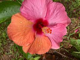 a rare double coloured flower today in my garden at Altinho Goa, INDIA 🇮🇳